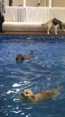 Snicker, in the middle, swimming with friends.