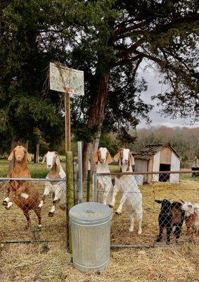 friendly goats