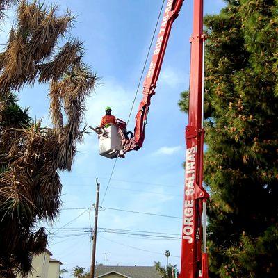 We received an emergency call from Oregon a tree breaks on top of the utility lines on client's rental property in ventura