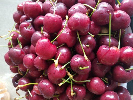 This year's orchard-fresh delivery! 10 pounds of Lapin cherries!