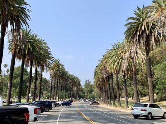 Loved how the palm trees are aligned beside Elysian Park, just outside Dodgers Stadium.