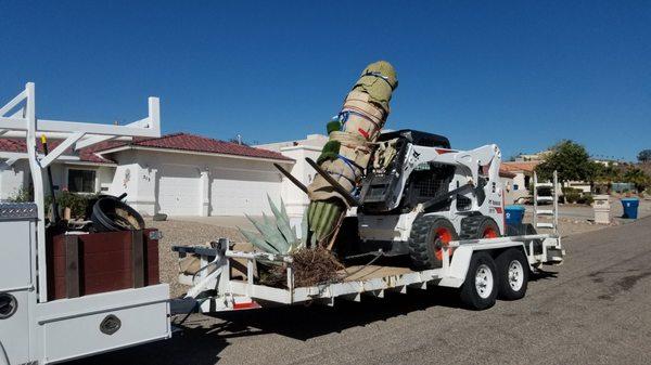 This saguaro has a new home and it is happy.