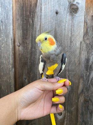 Bright dipped yellow coffins to match with my birb