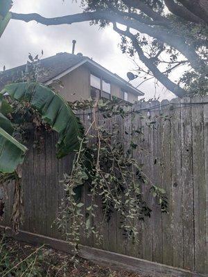 Limbs on my fence