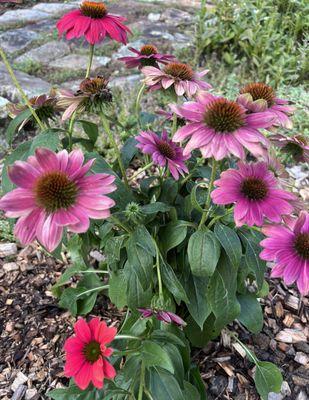 My first perennials I planted in my garden!