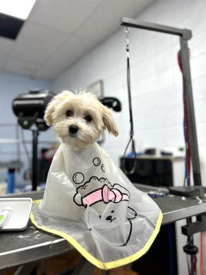 Her first time at the groomers. Ready for a trim