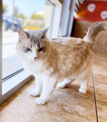 Meet Anakin Skywalker, one of our hospital cats