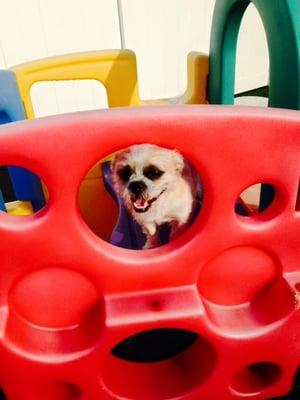 Baxter loves the play equipment