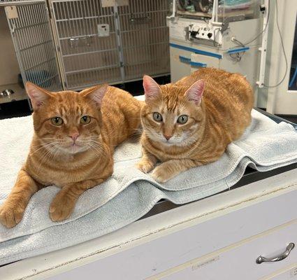 Sir Douglas Fur & OJ (for Orange Juice), our clinic kitties, are good friends.