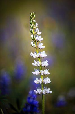 White Lupin