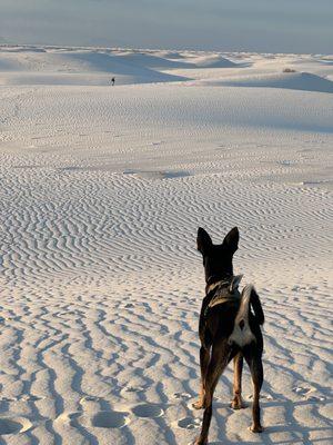 "Rolo" aka Luna enjoying her best life. Thank you Arizona Small Dog Rescue!!! - White Sands, NM