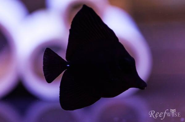 Black Tang