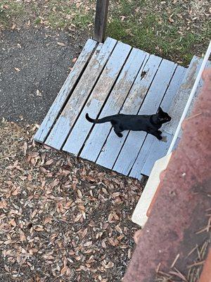 Lucky the resident kitty paid us a visit.