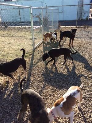 Dogs playing in the fences-in area at Playful Pets.