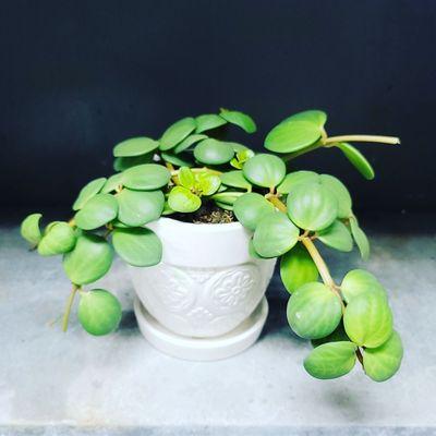 Peperomia plants