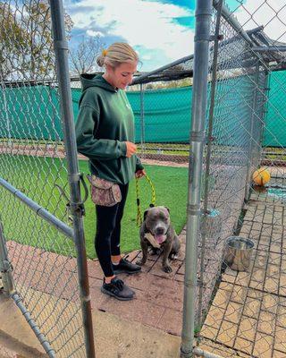 Our head trainer Abby working on a sit-stay, gate control with a drop-off training client!