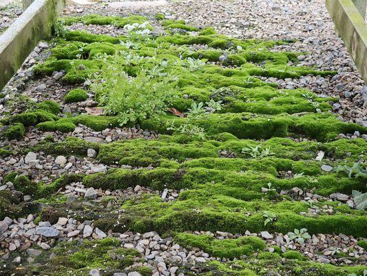 Found cool moss under a display