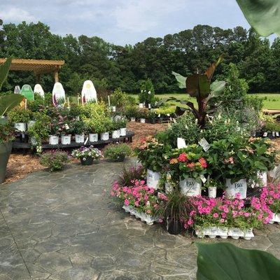 Our selection includes annuals, perennials, shrubs, tropicals, vines and ornamental grasses.