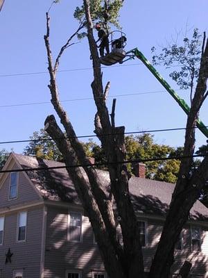 Gallagher Tree Service