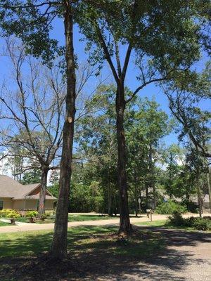 I had no earthly idea these trees over our driveway could look this way! Now they look great and purposeful! Very happy customers!