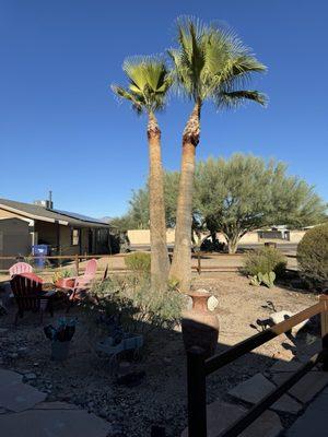 Freshly trimmed fan palms