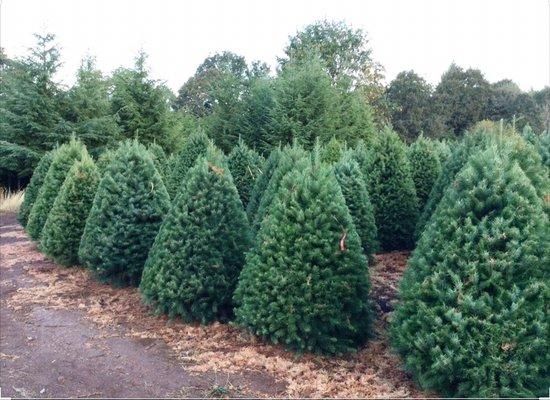 Xmas Trees 5164721370