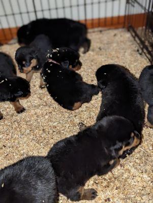 TimitTor Rottweiler pups