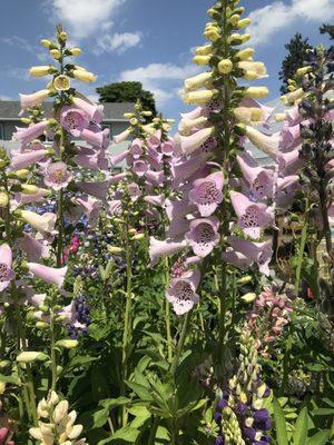 Beautiful foxgloves.