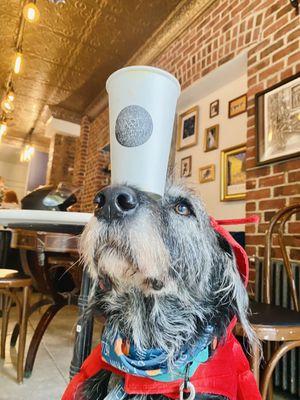 Art Collective Cafe is dog-friendly and features AMAZING pastries by a Food Network award winning pastry chef!