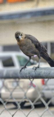 The infamous HEB Grackle