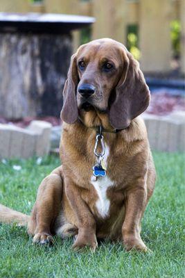 Rusty the wandering community hound.