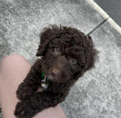 Winston, just a ball of fluff who gets to enjoy weekly drop-ins for a walk, and playtime.