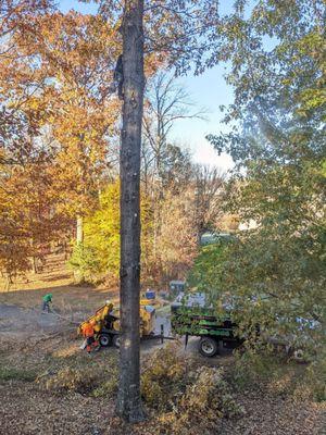 Cleaning up years of low untended branches so that the nutrients can make it to the top of the tree.