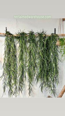 A fern wall!  You have to check it out.