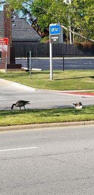 Ducks enjoying sun