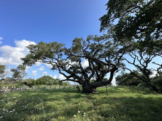 The Big Tree at Goose Island State Park