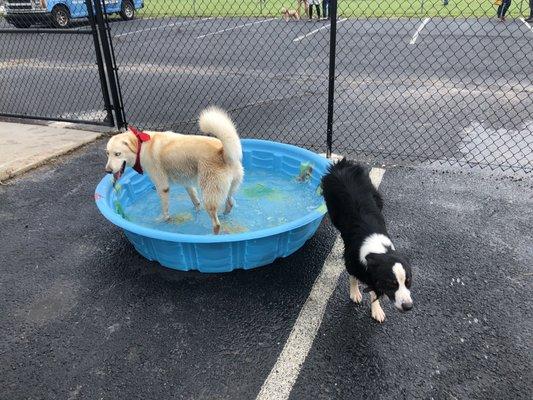 So many baby pools to keep your dog cool