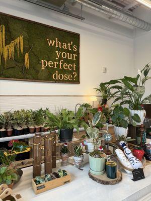 More plants and home goods