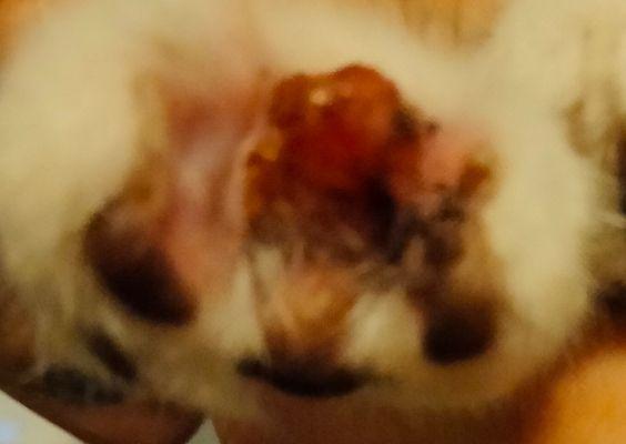 Close up of my kittens foot they were ignoring over telling me how to wear a face mask correctly when the mask had my nose covered