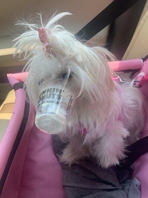 I think she enjoyed the pup cup