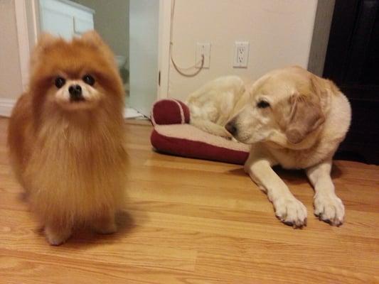 Client Daisy took over Mascot Beija's bed :-)