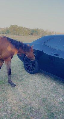 So clean even the horse had to check them out...