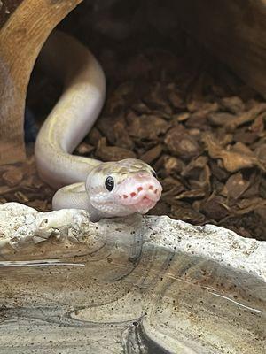 Ball python