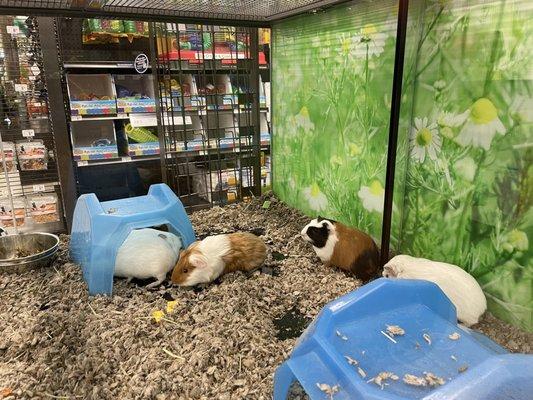 Guinea Pigs