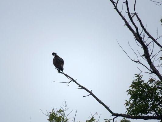 An osprey is perched on a tree branch overlooking the Rappahanock River.