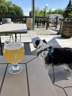 Berliner Weisse, dog-friendly patio, great view, and shade!