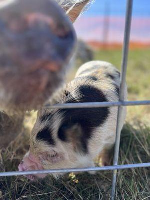 Organic Matters Ranch