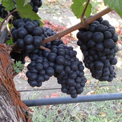 Pinot Noir from the Russian River, Sonoma California waiting to be picked by Robert James Wines