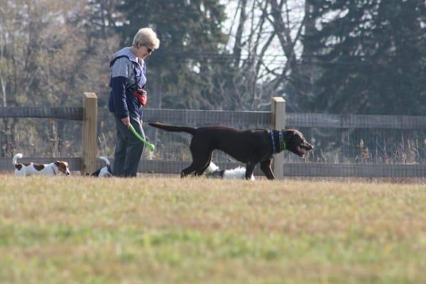 Bark Park