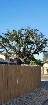 Así es como queda los árboles santos tree service